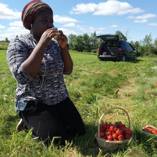 Cueillette de fraises